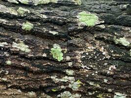 Dirty tree bark texture, pattrern, for maping in 3D photo