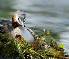 Crested grebe,podiceps cristatus, duck on nest photo