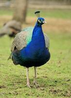 Peacock in the garden photo