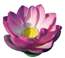 Pink waterlily or lotus flower photo