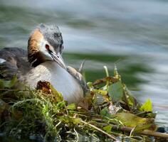 crestado zampullín, podiceps cristatus, Pato en nido foto