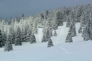 Fir trees in winter, Jura mountain, Switzerland photo