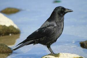 Black crow observing photo