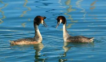 Pareja de genial crestado zampullín patos foto