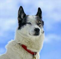 Siberian husky dog portrait photo