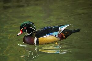 Wood or carolina duck, aix sponsa photo