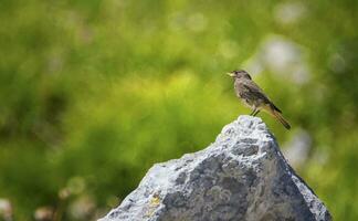 Black Redstart, Phoenicurus ochruros, on a Stone, Alps, France photo