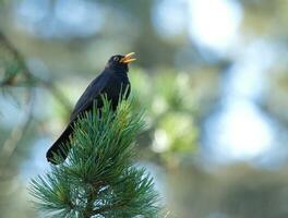 Common blackbird, turdus merula, singing photo