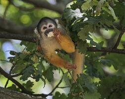 Common squirrel monkey, saimiri sciureus photo