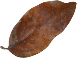 Dry leaf isolated png