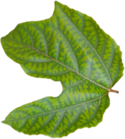 Green leaf isolated on transparent background png