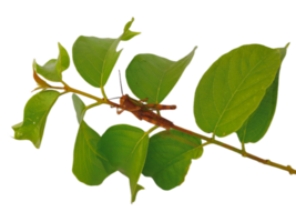 A brown grasshopper is sitting on a Leafy Branch png