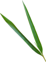 Bamboo leaf isolated png