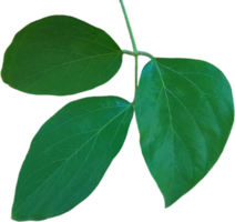 Jungle leaves isolated on transparent background png