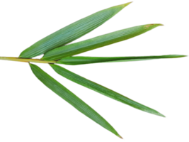 Bamboo leaf isolated png