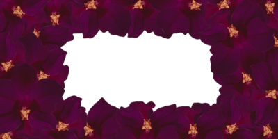 Floral boarder frame isolated on transparent background png