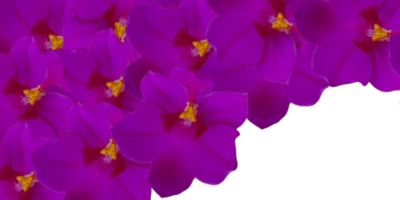 floral pensionnaire Cadre isolé sur transparent Contexte png