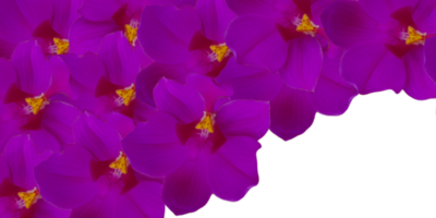 bloemen kostganger kader geïsoleerd Aan transparant achtergrond png