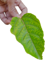 hand holding leaf png