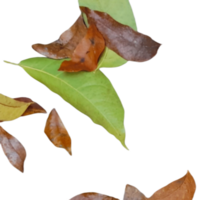 séché feuilles isolé sur transparent Contexte png