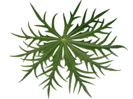 christmas branches isolated on transparent background png