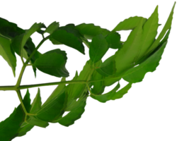 Jungle leaves isolated on transparent background png