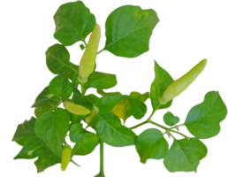 chili plants isolated on transparent background png