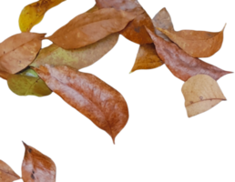 séché feuilles isolé sur transparent Contexte png