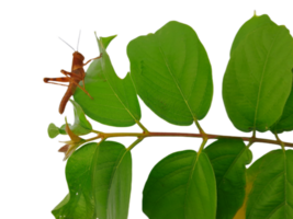 A brown grasshopper is sitting on a Leafy Branch png