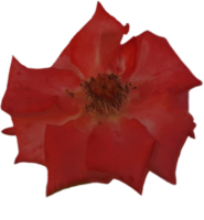 Red roses isolated on transparent background png