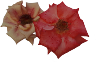 Red roses isolated on transparent background png