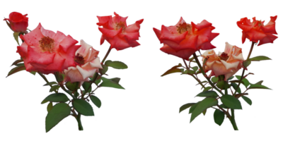 rot Rosen isoliert auf transparent Hintergrund png