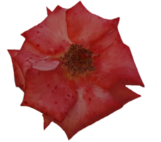 rojo rosas aislado en transparente antecedentes png