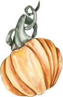 vattenfärg hand dragen höst pumpor png