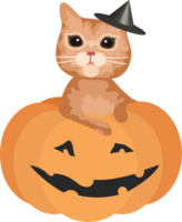 Cat Halloween Costumes png