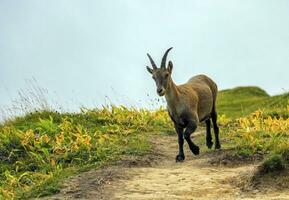 Female wild alpine, capra ibex, or steinbock photo