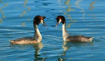 Couple of great crested grebe ducks photo