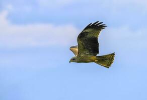 común zopilote, buteo foto