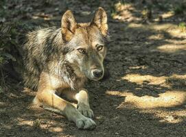 Gray, timber or western wolf, canis lupus photo