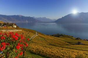 Lavaux region, Vaud, Switzerland photo