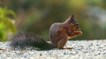 Single red squirrel, sciurus vulgaris, on the ground photo