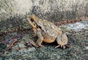 Typical large toad photo