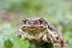 Common Toad close up photo