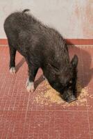 vietnamita cerdo comiendo foto