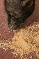 Vietnamese pig eating photo