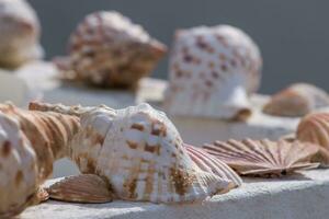 several sea shells on a wall photo