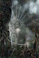 Intricate spider web photo