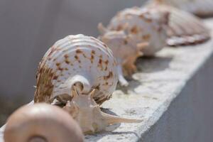 several sea shells on a wall photo