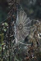 Intricate spider web photo
