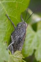 Egyptian locust on vineyard photo
